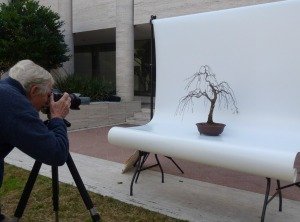 Photographing Bonsai